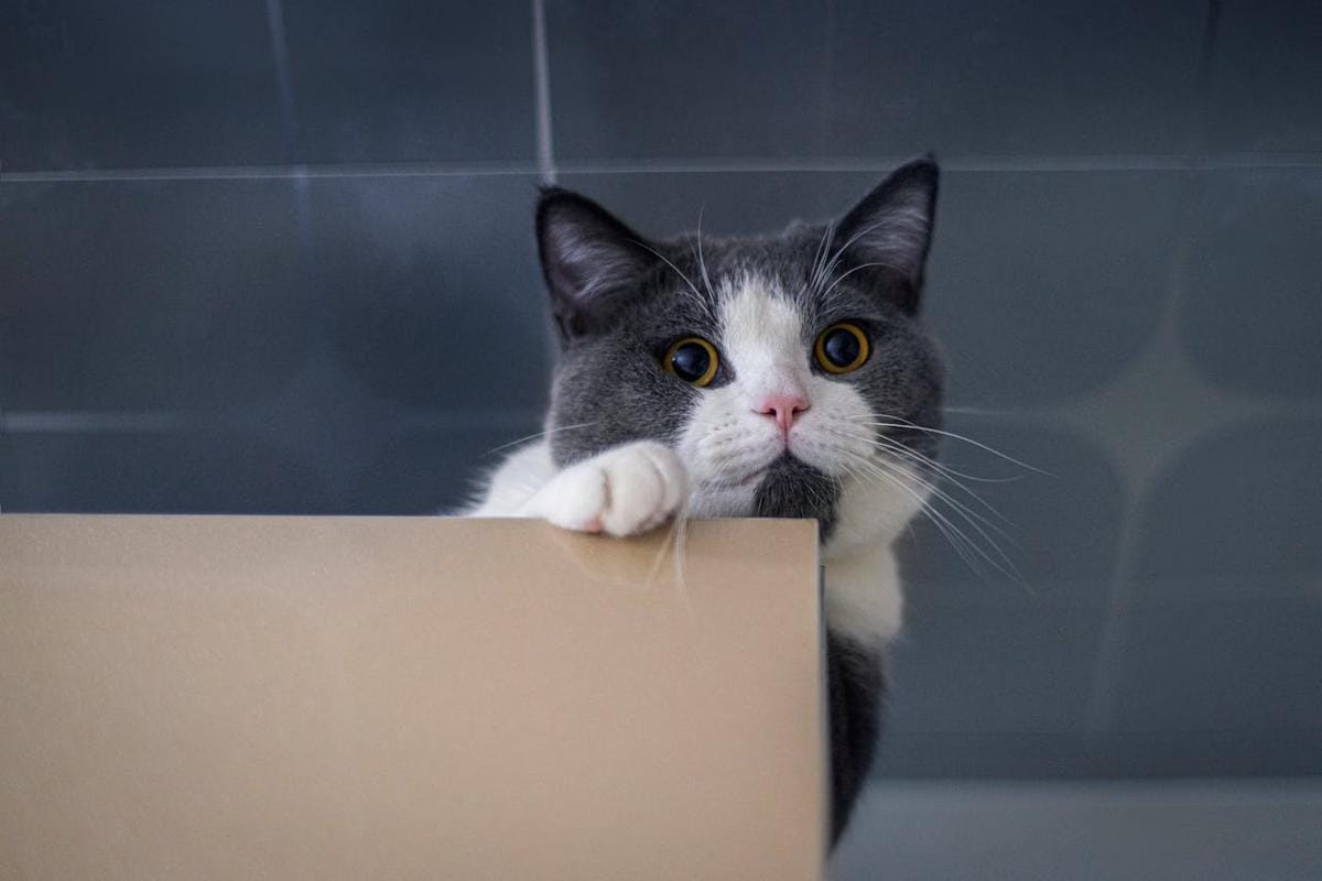 4 Tips Aman Bawa Kucing Pindah Kos Naik Kereta Api! Mulai 100 Ribu